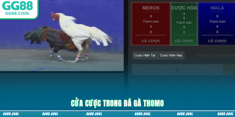 Cửa cược trong đá gà Thomo