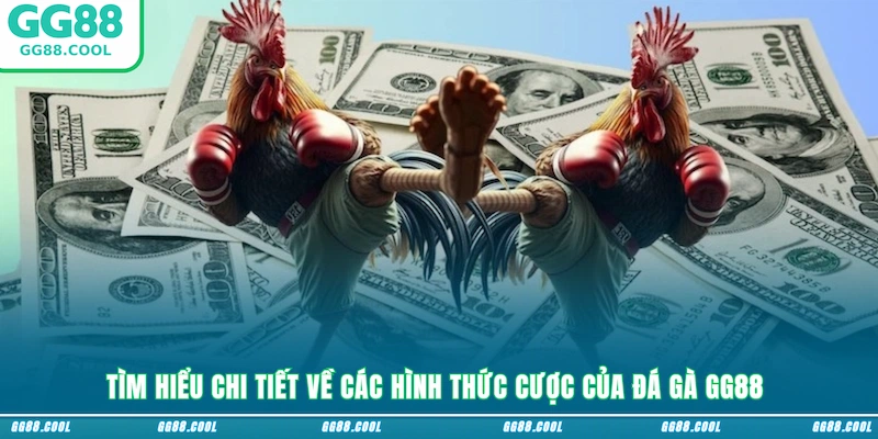 Tìm hiểu chi tiết về các hình thức cược của đá gà GG88